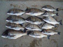 湯浅一文字　紀州釣りでチヌ47cm頭に13匹 フカセ釣りで小グレ多数