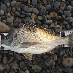 カゴ釣りで両型アジとチヌ！！