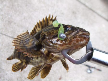 南芦屋浜、ジグヘッドリグで良型タケノコメバル