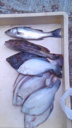 岸和田一文字　投げ釣りでカレイ・アイナメの釣果出てます