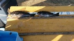 萩尾の磯でオキアミフカセ　グレが釣れています