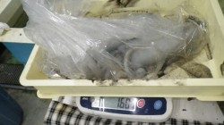 すさみ地磯　ヤエンの釣果〜アオリイカ2杯で1.6kg、3杯で1.83kg