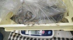 すさみ地磯　ヤエンの釣果〜アオリイカ2杯で1.6kg、3杯で1.83kg