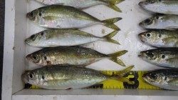 田辺文里港でカゴ釣り　良型のマアジ・丸アジたくさん釣れました