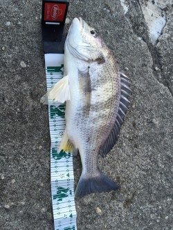 高砂埋立地周辺チニング　初釣りで自己新記録のキビレ44.5cm！