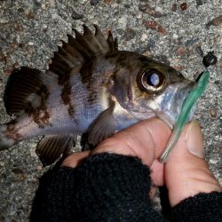 雨はイヤだー　箱作でのメバリング