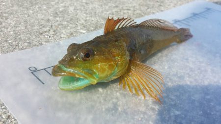 おのころ愛ランド周辺　根魚狙い！  夜釣り。