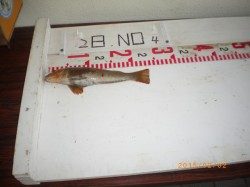 姫路市立遊魚センター　青イソメをエサに探り釣りでアイナメ