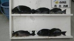 江須崎でフカセ釣り　グレ38cmまでを5枚と35cmのイサギ