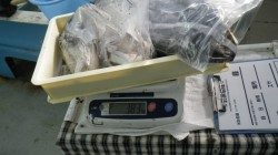 周参見にてヤエンでゲット  アオリイカ最大1.85ｋｇ、３杯で3830ｇ