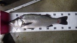 白浜・椿でアオリ狙いのウキ釣りにヒラスズキ78cm！