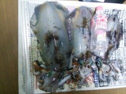 串本漁港でエギング　キロUPのアオリイカとれました(^.^)