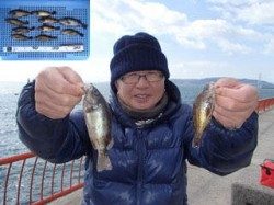 平磯海づり公園 ウキ釣りでメバル10匹