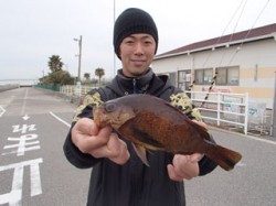 平磯海釣り公園　落とし込みでメバル26cm