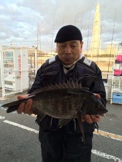 和歌山マリーナシティ海釣り公園　フカセでチヌの釣果