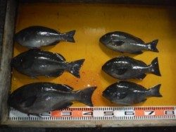 まだまだグレが釣れてます!三尾の磯でフカセ