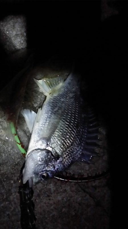 武庫川河口　やっと今年初キビレ