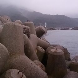 小島漁港　雨中の根魚三昧