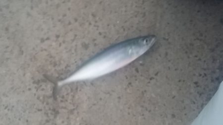 助松埠頭　沢山のアタリと少ない魚