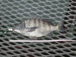 尼崎市立魚つり公園でチヌ　魚は沈み気味なのでタナは５ヒロ以上で