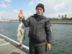 尼崎市立魚つり公園 ３９ｃｍの丸々と太ったアイナメ♪