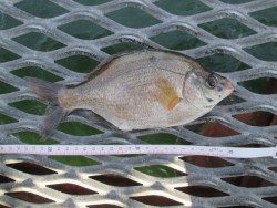 尼崎市立魚つり公園 本日唯一の釣果はウミタナゴでした