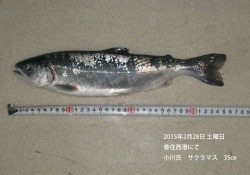 香住西港にてサクラマス　35㎝