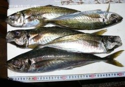 香住にてアジ30〜42ｃｍの釣果