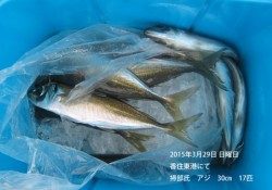 香住東港にて良型アジが釣れています