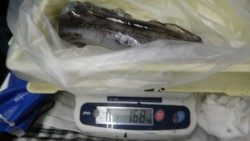 椿にてヤエン釣り、1.68kgのアオリイカ