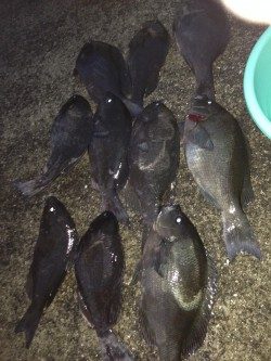 見老津にてフカセ釣り　ここ最近水温安定の為良く釣れました