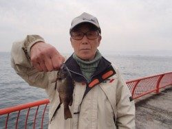 神戸市立平磯海づり公園　メバルの釣果