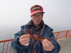 神戸市立平磯海づり公園 投げ釣りでアイナメをキャッチ