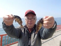 神戸市立平磯海づり公園 ウキ釣りでメバル