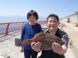 神戸市立平磯海づり公園でカレイ38cm、エサは青イソメ