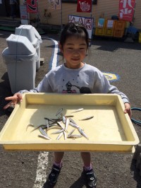 マリーナシティ海釣り公園　サビキでイワシ釣れてます