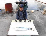 のませ釣りで青物狙い　黒島の筏