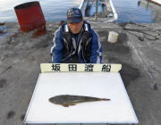 黒島の筏　のませ釣りでグッドサイズのヒラメとマゴチ☆