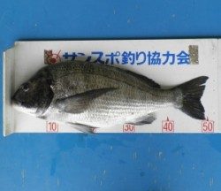 神野浦イカダで年無し！チヌ51.3cm