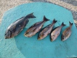 ホウライ磯 、鷹島のカンドリにてグレと良型チヌの釣果