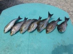 神谷沖一文字　カゴ釣りでイサギの釣果