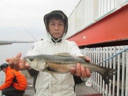尼崎市立魚つり公園 ハネ・セイゴの活性上がってます