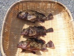 大阪南港海釣り公園 60ｃｍ級のハネが釣れました
