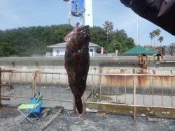 大阪南港海釣り公園 ガシラとチヌの釣果