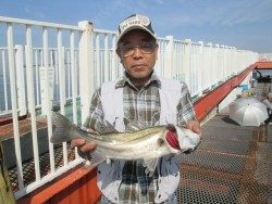 尼崎市立魚つり公園のハネ・セイゴ釣果、サビキは回遊遅れているようです