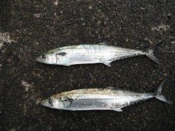 和歌山北港魚つり公園 サゴシが釣れています♪