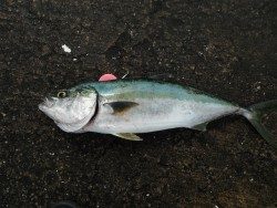 和歌山北港魚つり公園 メジロ61ｃｍの釣果