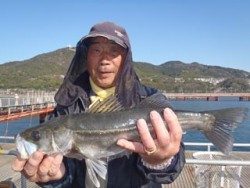 神戸市立須磨海づり公園 ウキ流し釣りでハネをキャッチ
