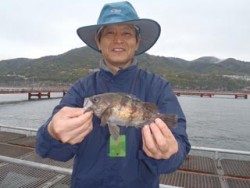 神戸市立須磨海づり公園 イカナゴでメバルが釣れています