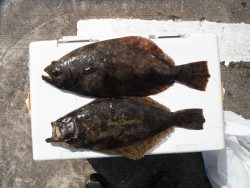 和歌山北港魚つり公園にてヒラメ・スズキの釣果